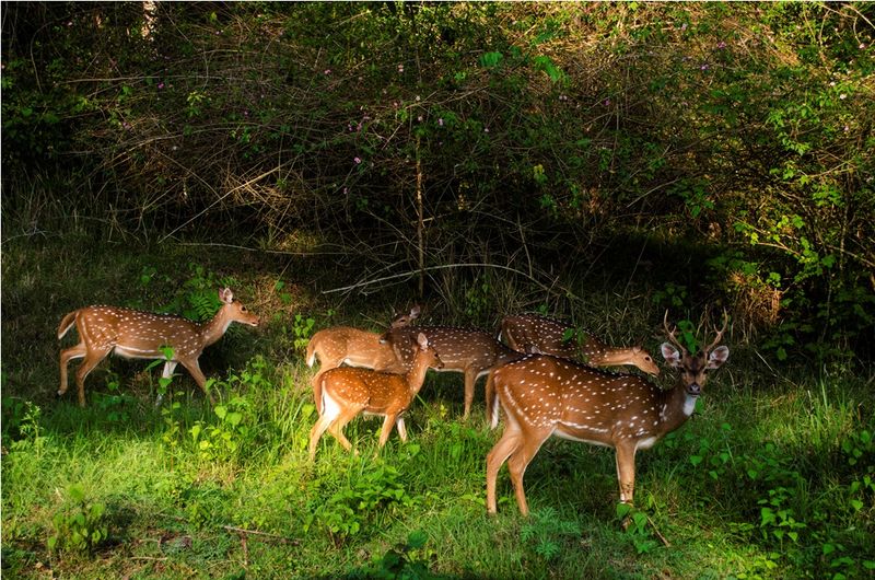 A brief history of understanding biodiversity